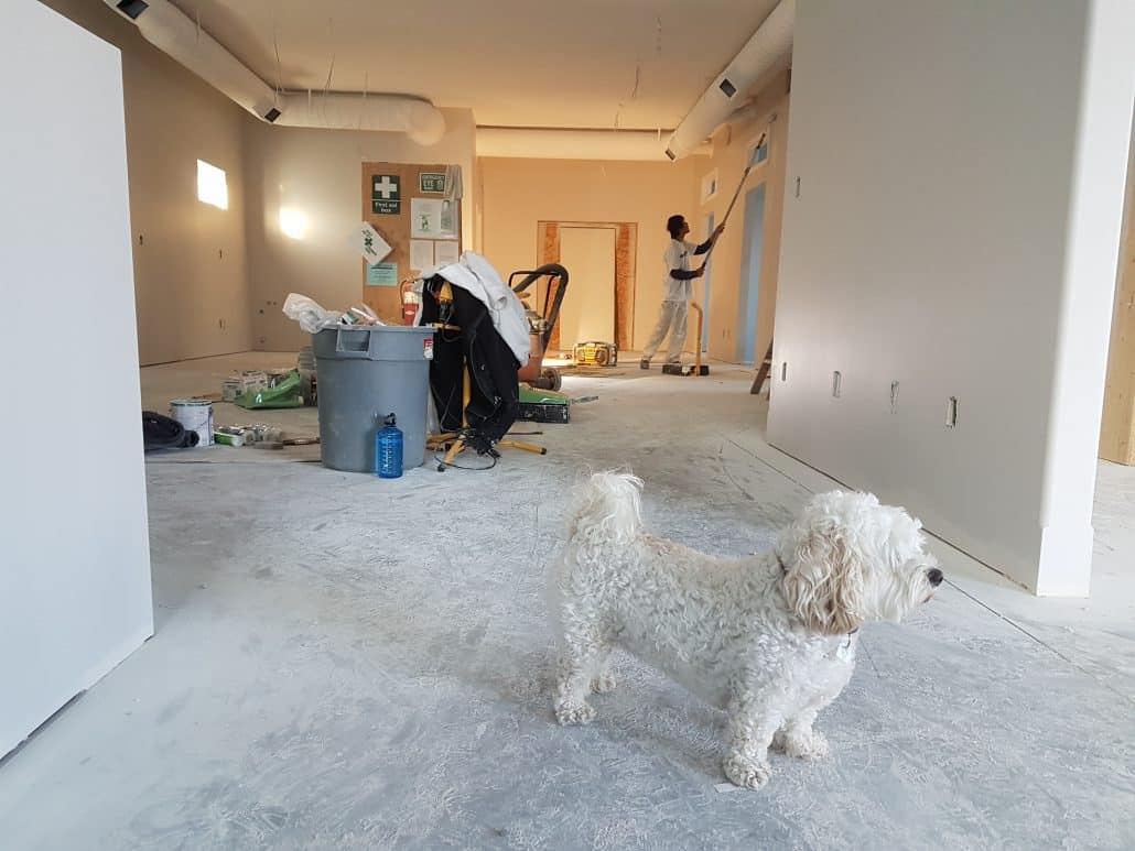 cost saving home renovation project with a puppy